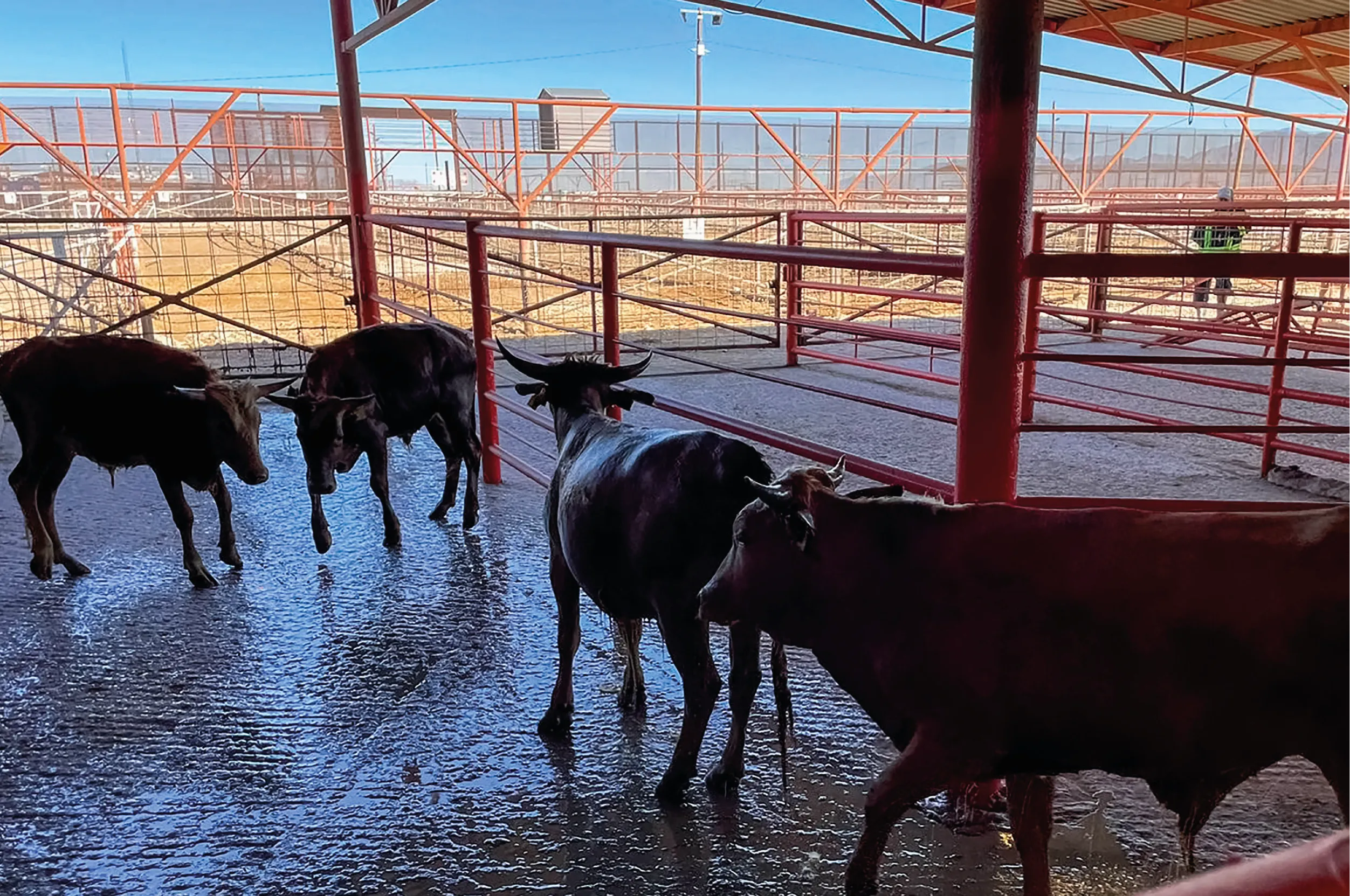 Inspección sanitaria de ganado bovino en Sonora como parte de la estrategia para evitar el ingreso del gusano barrenador.