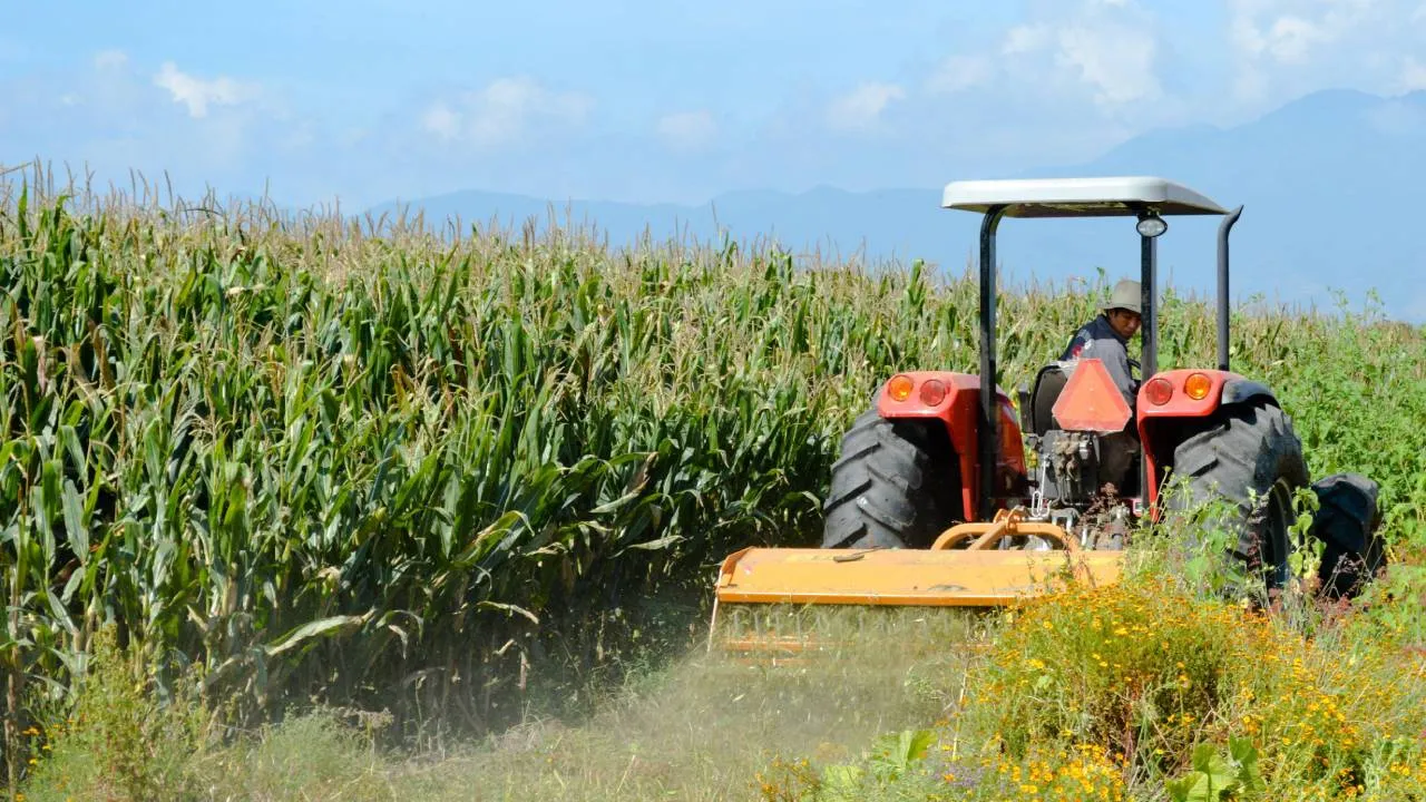 El sector primario registra su mayor repunte en 14 años durante el primer trimestre de 2025: Secretaría de Agricultura