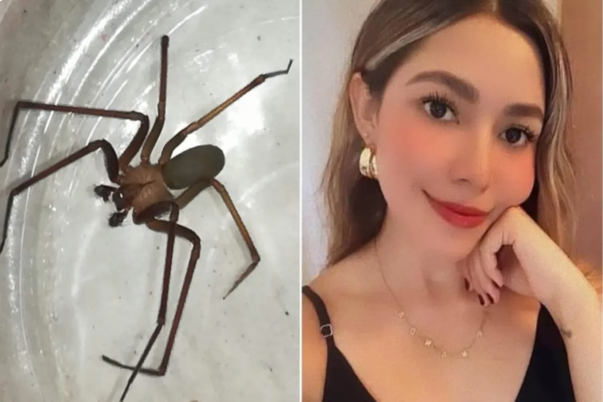 Araña Violinista.