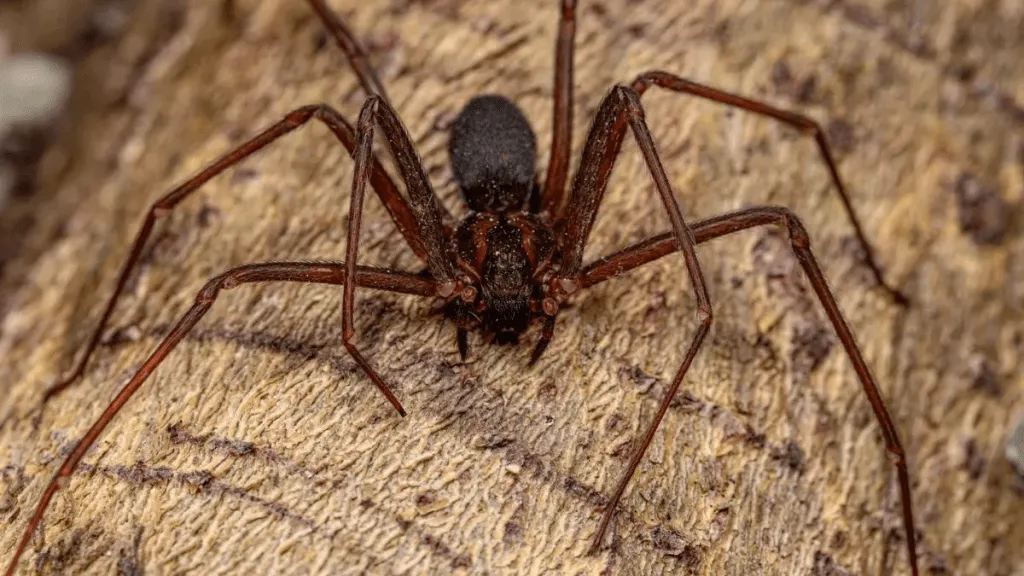 Araña violinista.
