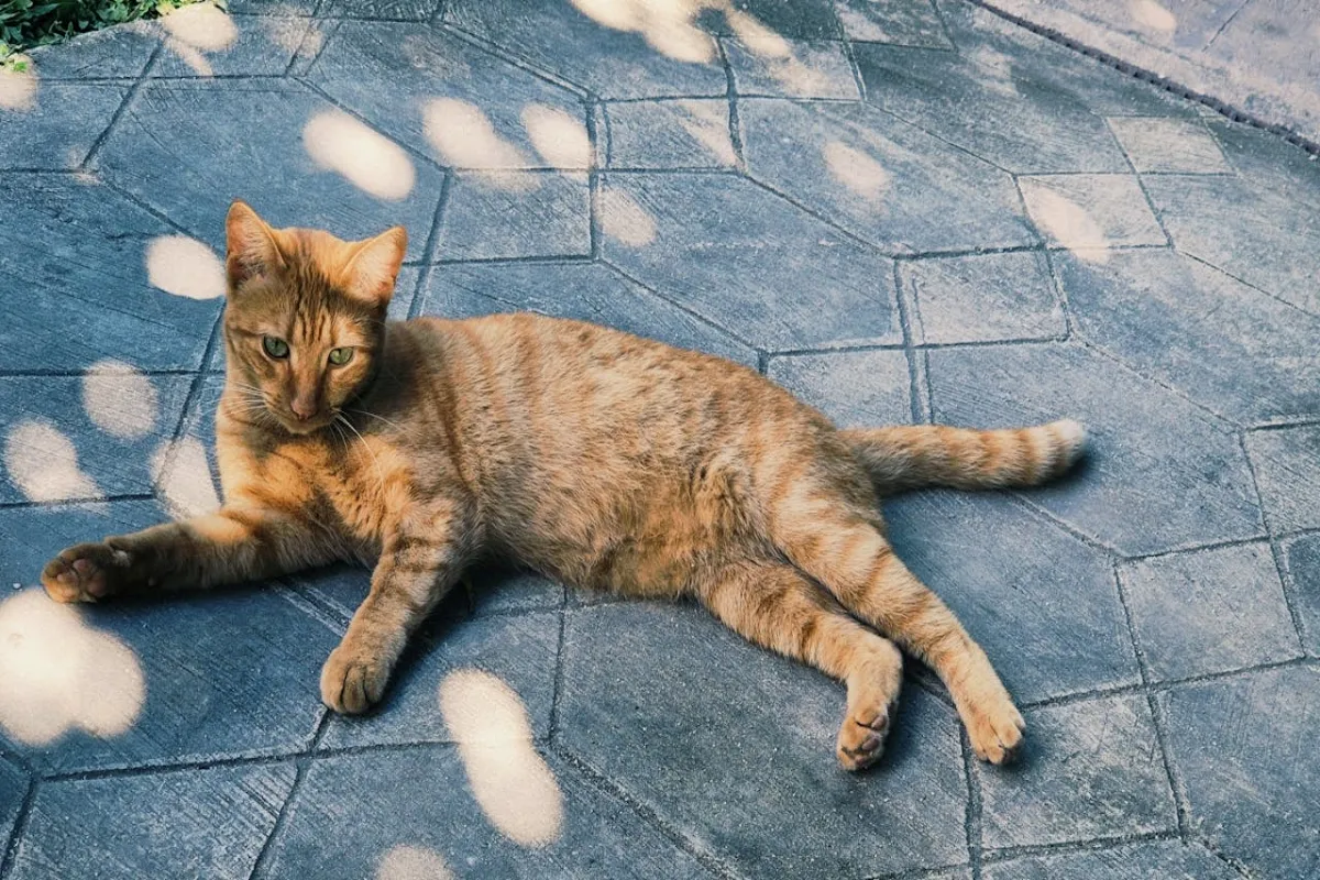 Dos estudios, uno estadounidense y el otro japonés, han estudiado la genética detrás del color naranja en los gatos. | Foto: Pexels.