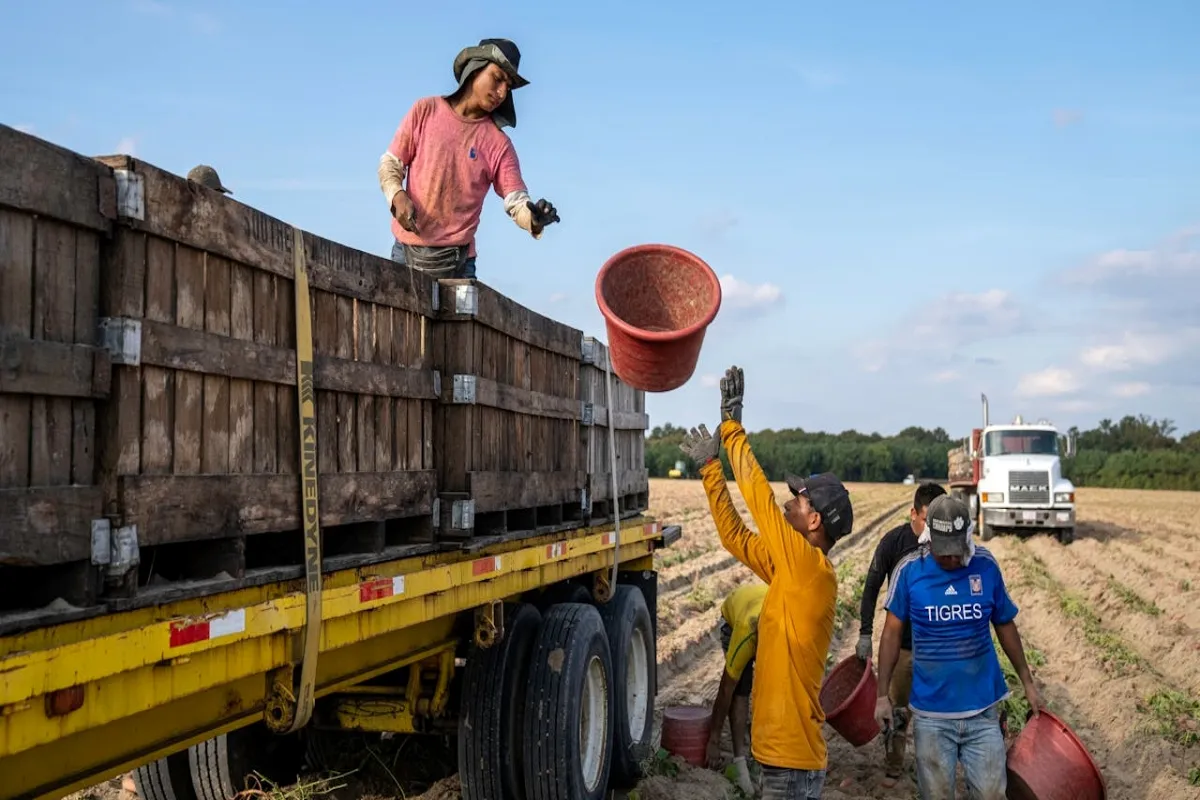 EL IMSS emitió una serie de recomendaciones para que los trabajadores del campo eviten ser víctimas del golpe de calor. | Foto: Pexels.