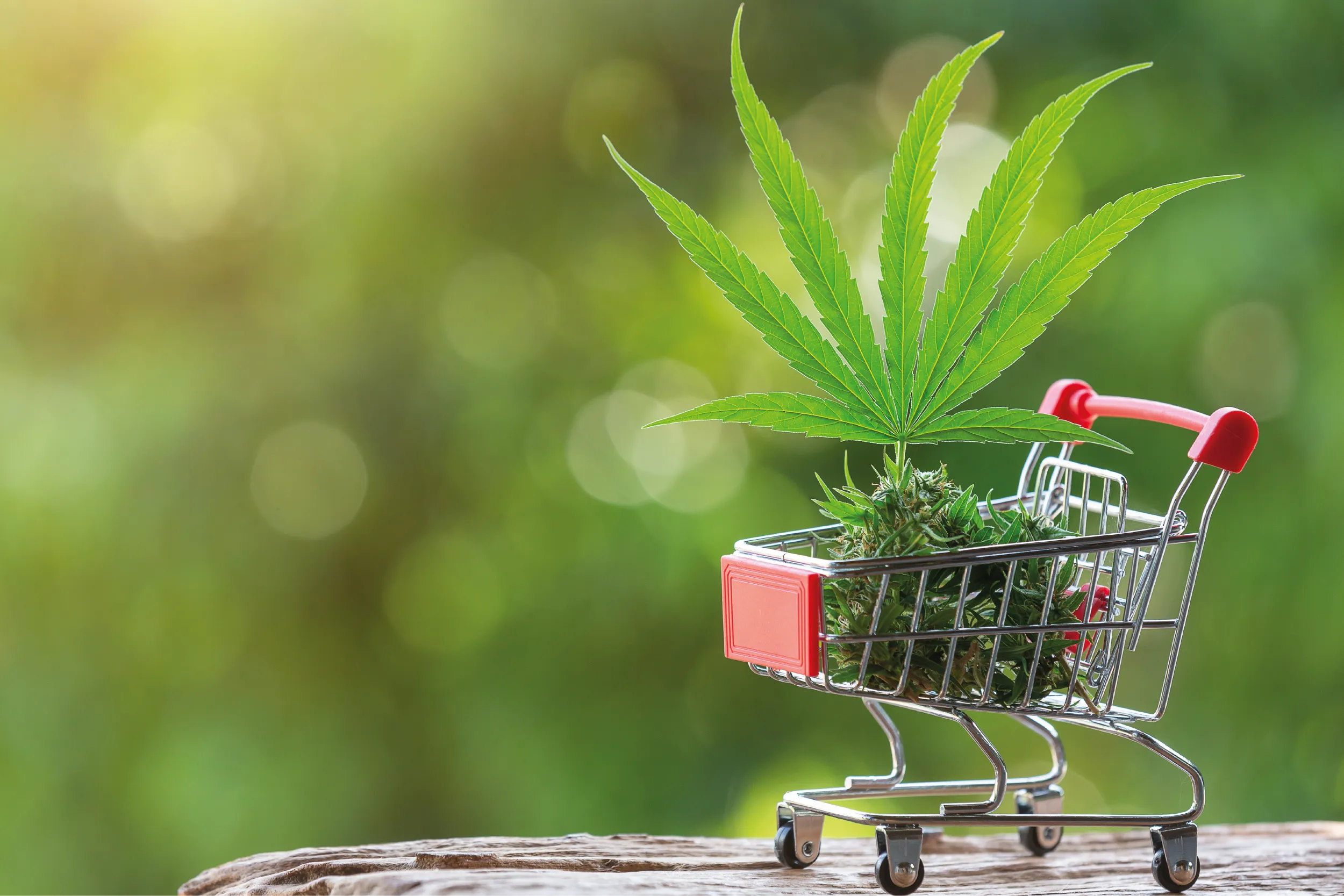 Estudio internacional asocia el consumo de marihuana con un mayor riesgo de infartos y accidentes cerebrovasculares, especialmente en jóvenes.