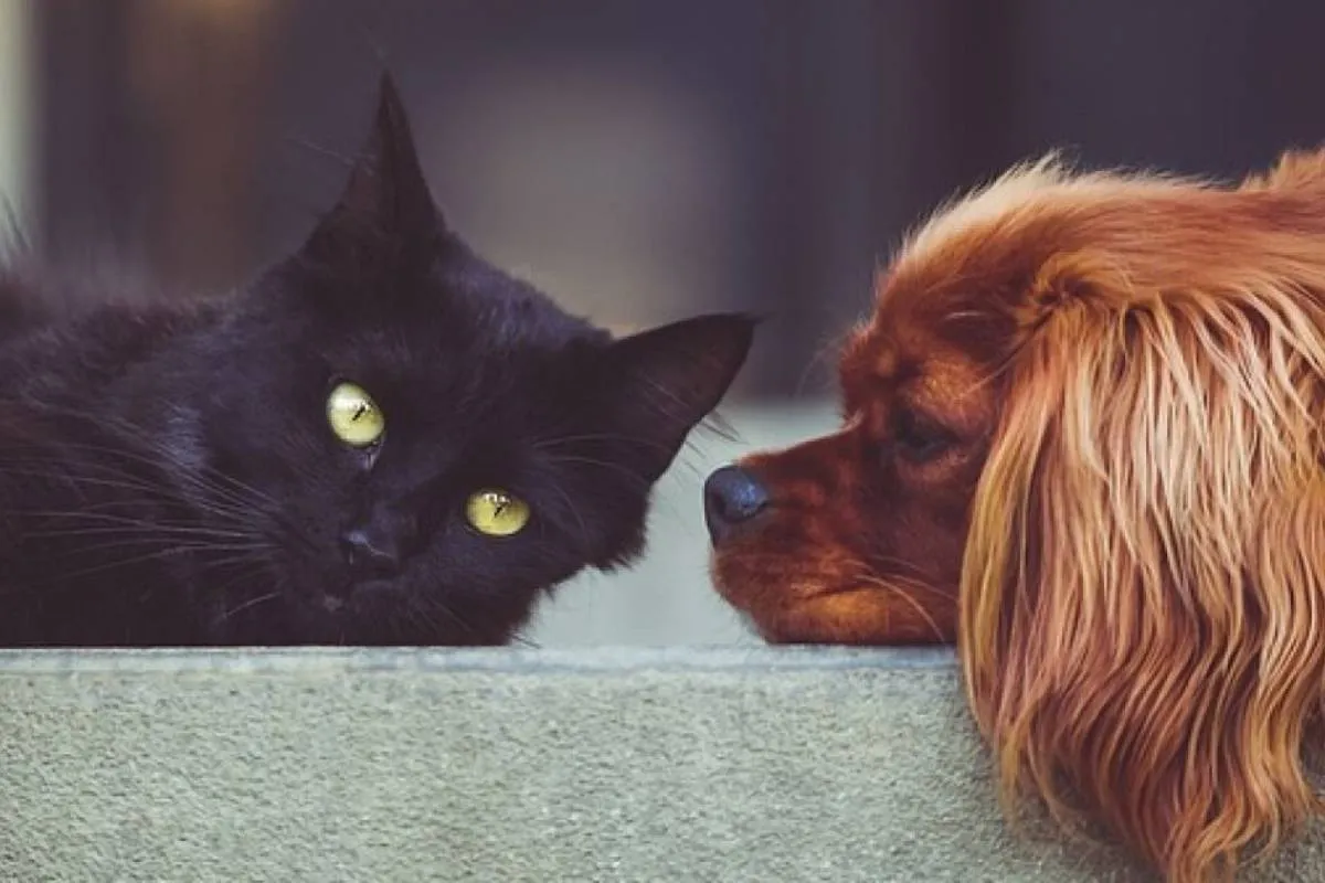 Falso que el RUAC o CURP para tu mascota te genere multa; en estos casos sí aplica una sanción