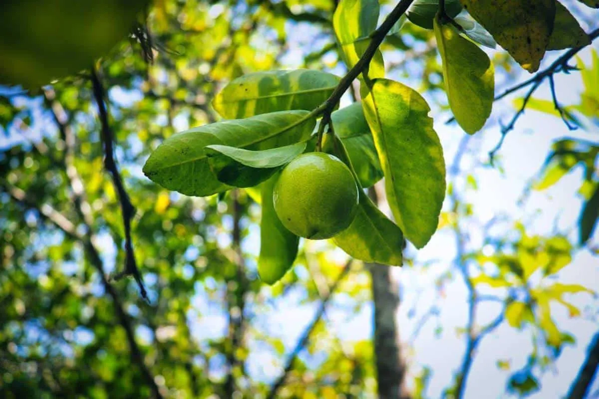 Conoce el nuevo modelo de inversión seguro relacionado al limón
