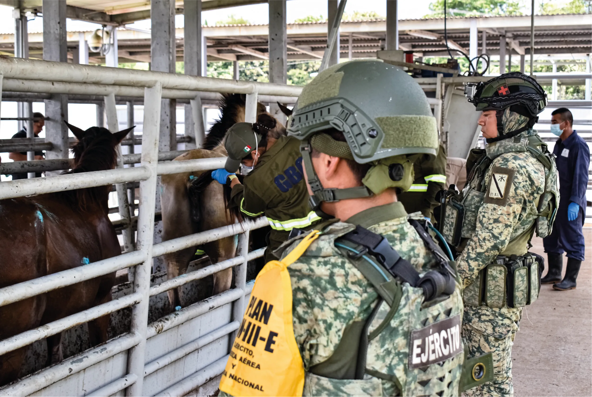 Elementos del Ejército Mexicano y la Guardia Nacional resguardan operativos de inspección ganadera en el sur del país.