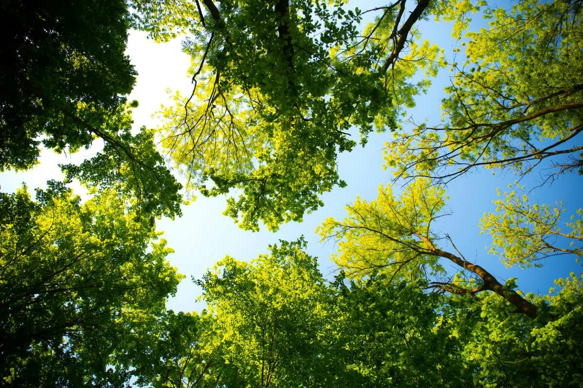 Jornadas de reforestación en el Parque de Xochimilco