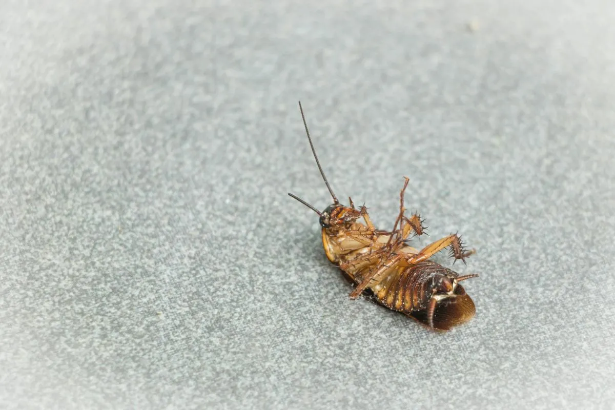Estos insectos son portadores de diversos patógenos que pueden contaminar alimentos, utensilios y superficies. Foto: Pexels