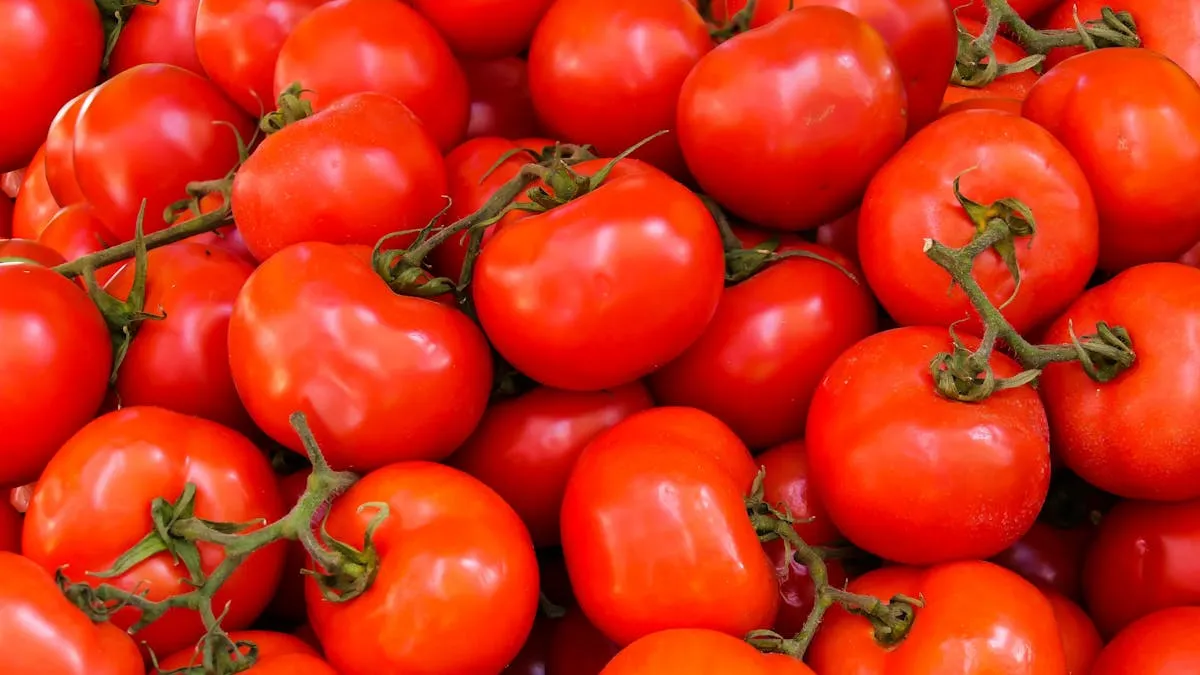 Estados Unidos aplica arancel del 17% al tomate mexicano