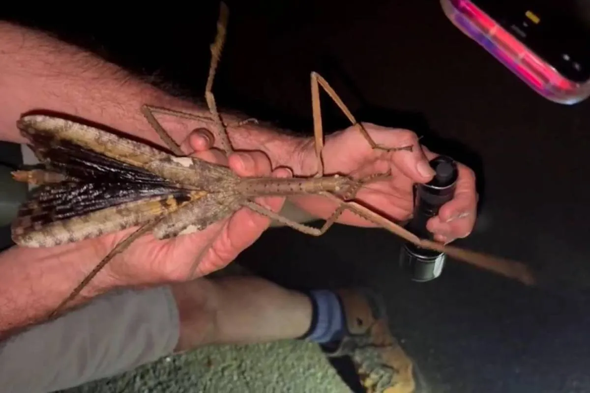 Descubren en Australia el insecto palo más pesado: adaptado a la altura y el frío