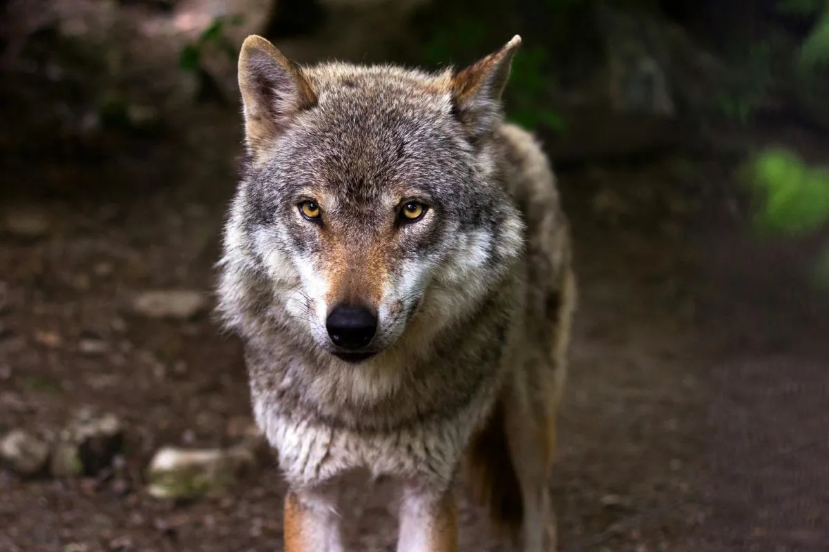 El lobo mexicano fue llevado al borde de la extinción por campañas masivas de exterminio en Estados Unidos y México. Foto: Pexels