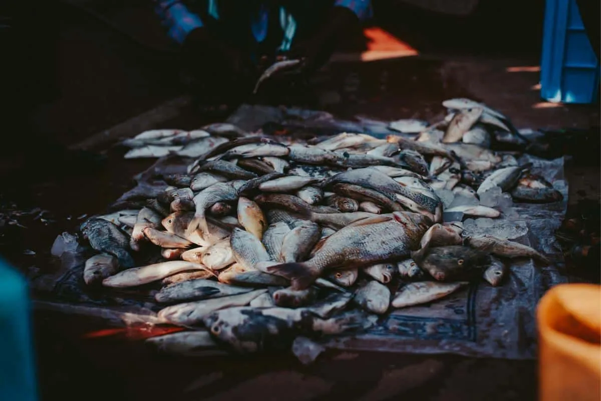 Los resultados dan cuenta del reforzamiento al combate a la pesca ilegal. Foto: Pexels