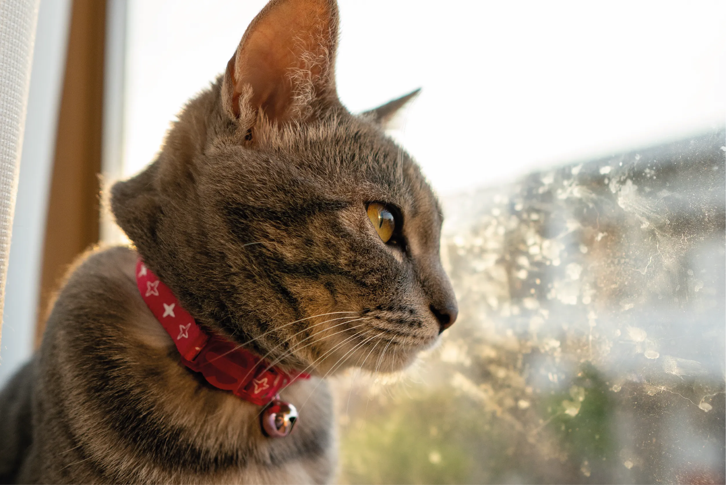 Hoy celebramos el Día Internacional del Gato, un homenaje mundial a estos compañeros felinos que alegran la vida de millones.