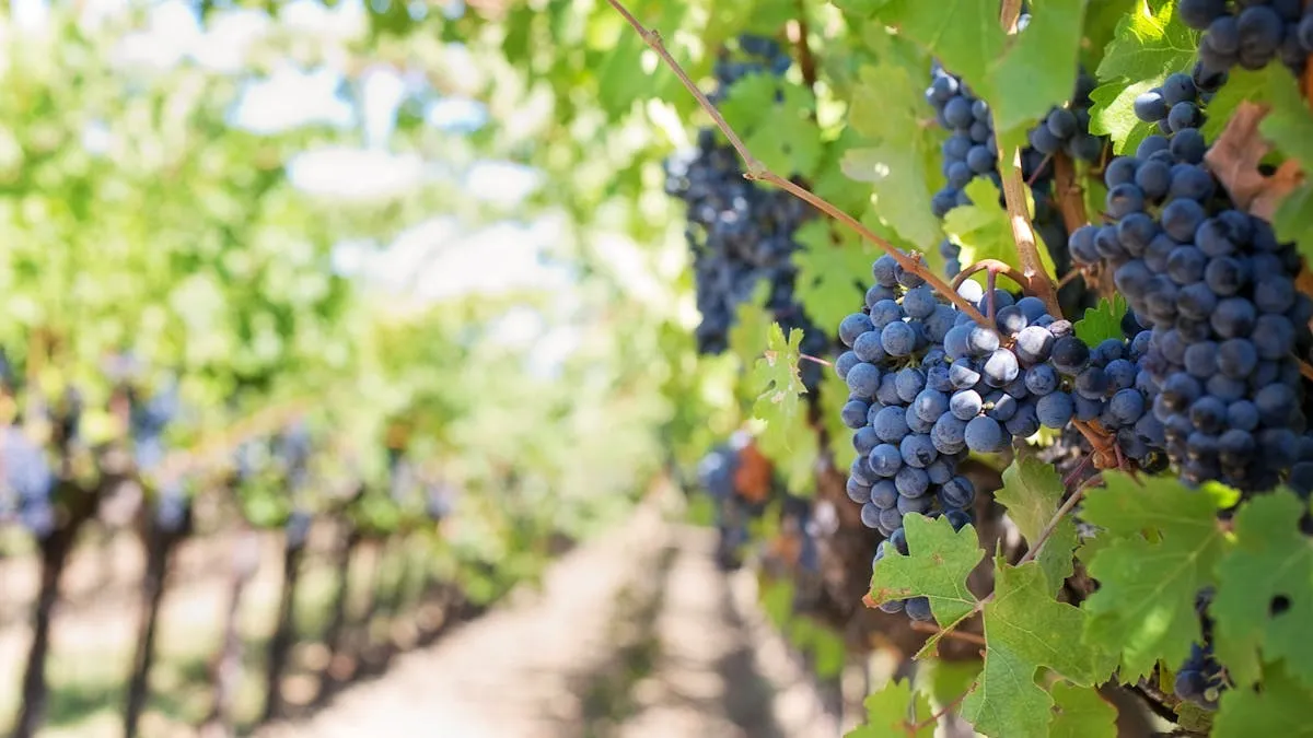 ¿Sabías que Guadalajara es productor de vino, ron y cerveza?