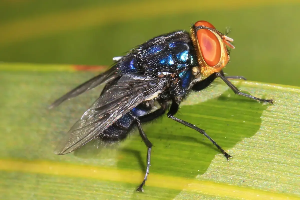 La detección del gusano barrenador en Nuevo León desata las alertas en México y EU. | Foto: Animalia.