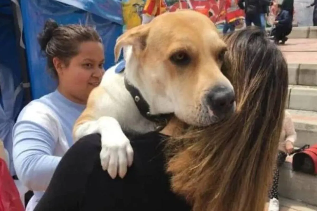 Arranca la Caravana de Esterilización 2025 en Edomex: buscan realizar 400 cirugías a perros y gatos