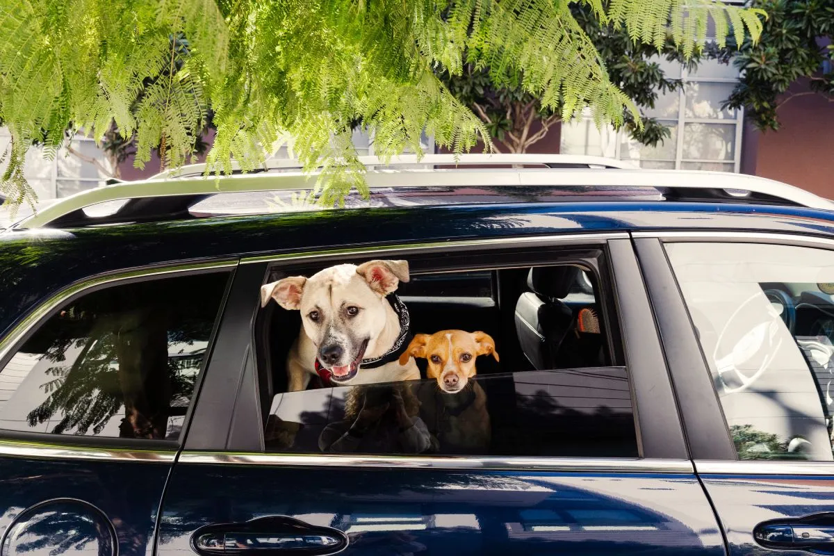 ¿Dejar o llevar a tu mascota en tu próximo viaje? Airbnb responde