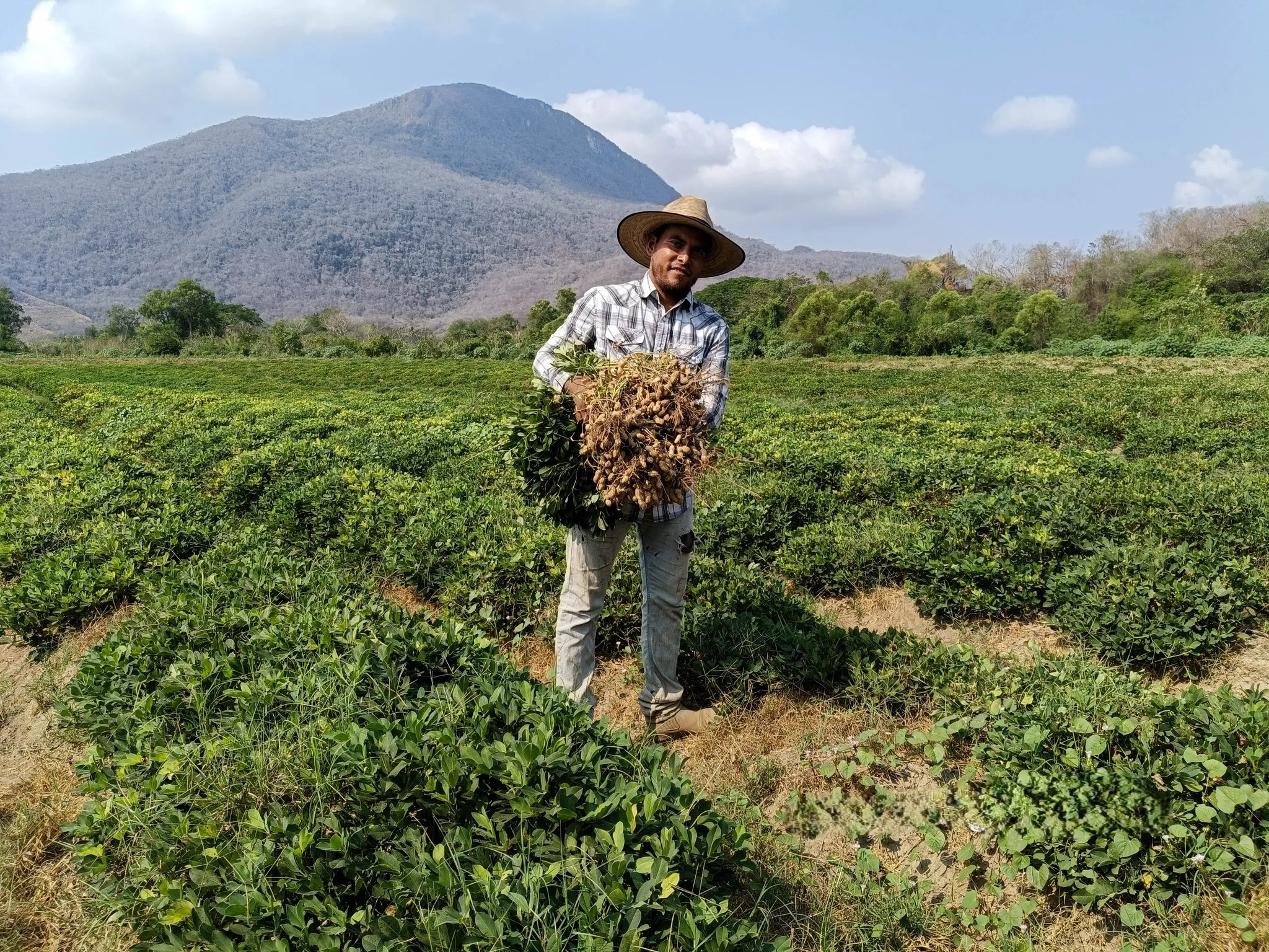 Sabores, cultura y tradición en la nueva Ruta del Cacahuate de Colima