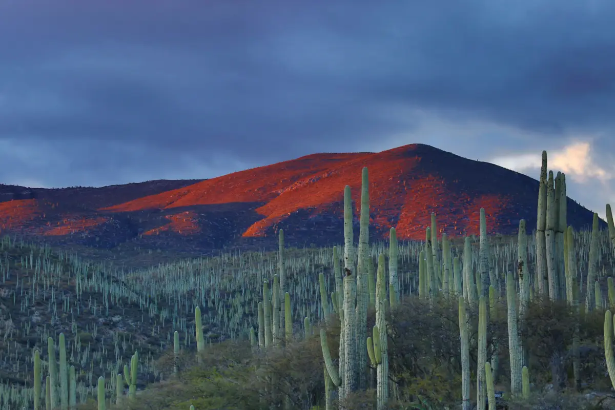 Cada región de México tiene algo diferente que ofrecer, lo que convierte al país en un destino ideal para el ecoturismo, una tendencia que crece año tras año.