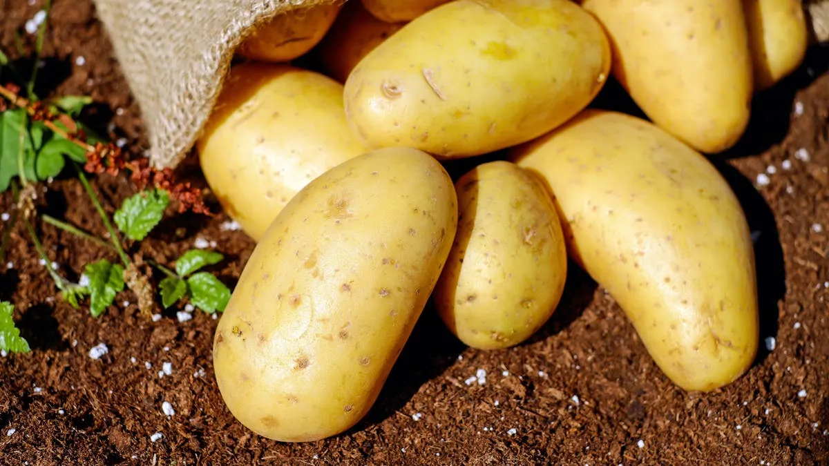 Productores mexicanos apuestan por la diversificación