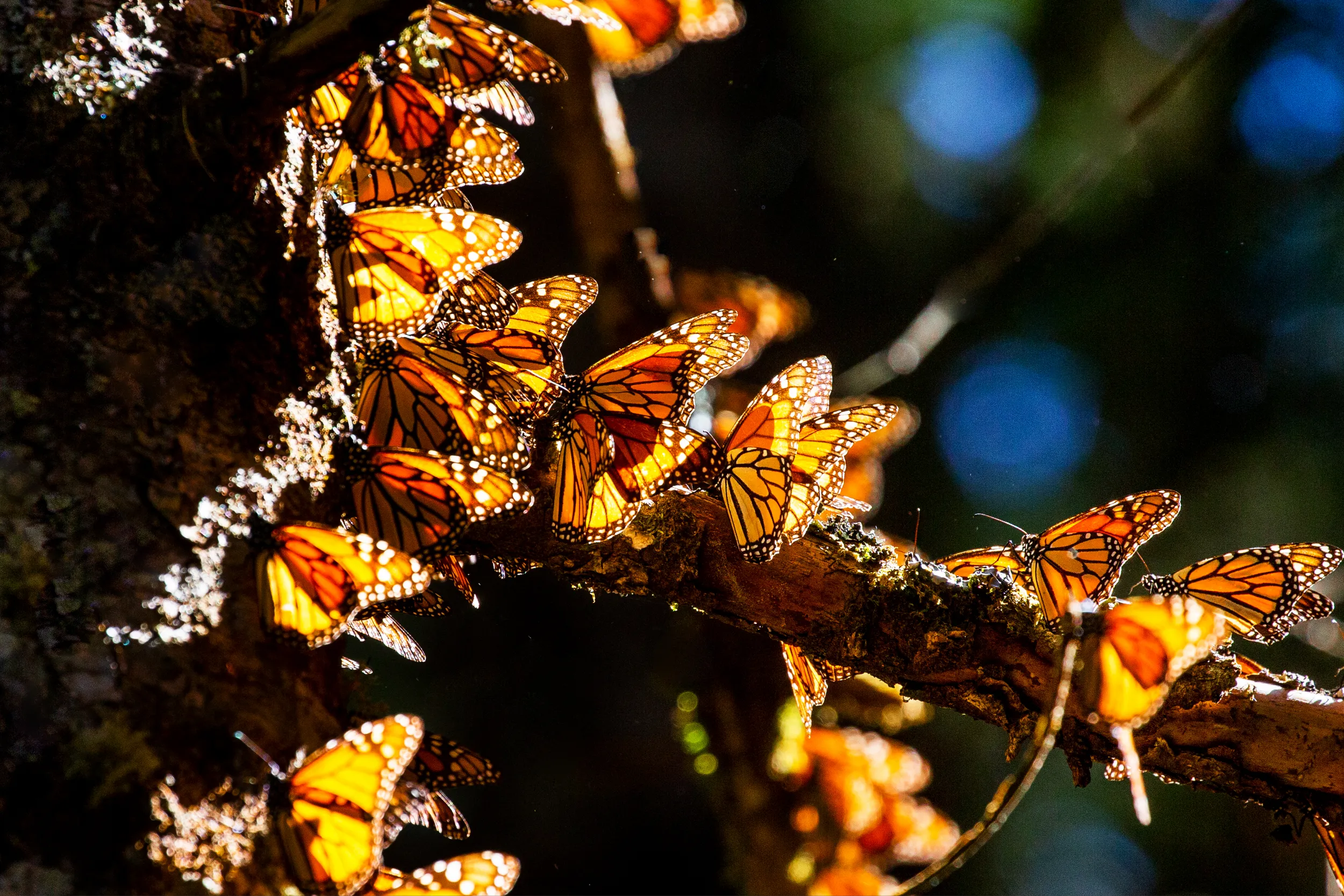 Llegan las mariposas monarcas a Michoacán.