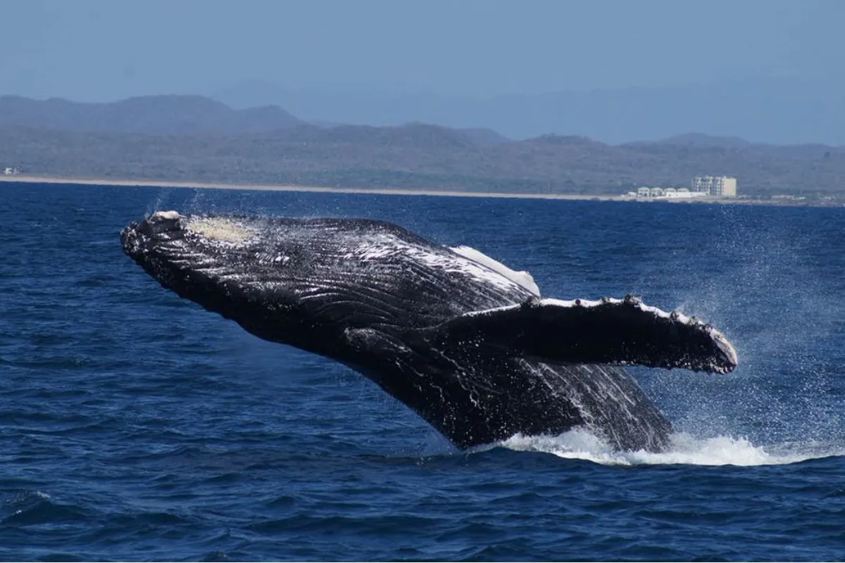 Mazatlán inicia su temporada de avistamiento de ballenas