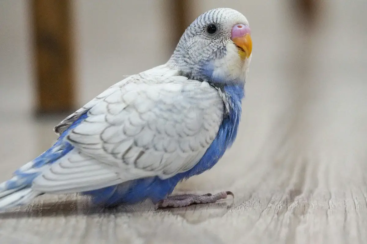 Un profesional puede detectar signos tempranos y orientar sobre cuidados específicos según la especie. Con atención constante y cariño, tus aves podrán vivir felices y seguras en tu hogar.