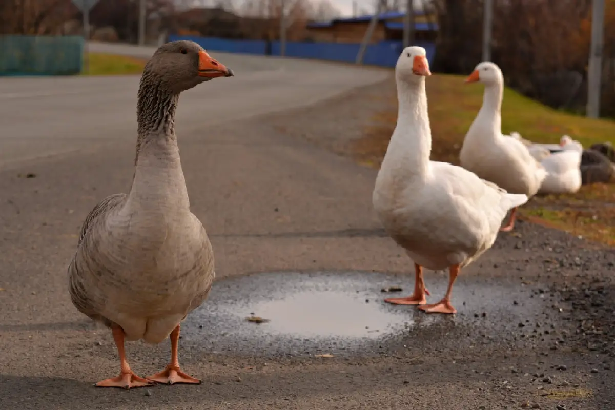 No son mascotas para todos y requieren un compromiso serio. Quienes estén preparados para estas responsabilidades pueden disfrutar de la alegría y curiosidad que los patos aportan a su hogar.