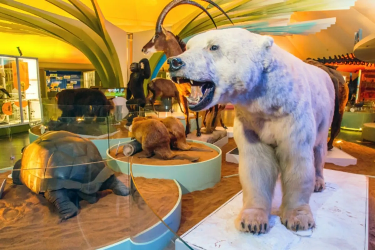 Alista el espíritu navideño con las actividades que el Museo de Historia Natural y Cultura Ambiental tiene preparadas