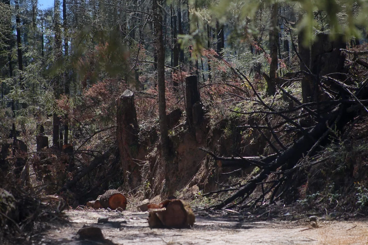 Bosques del Edomex siguen bajo amenaza por tala clandestina