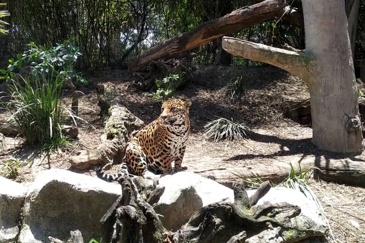 El Zoológico de Aragón alberga felinos, reptiles, aves y especies exóticas en un entorno natural dentro del Bosque de San Juan de Aragón, al norte de la CDMX.