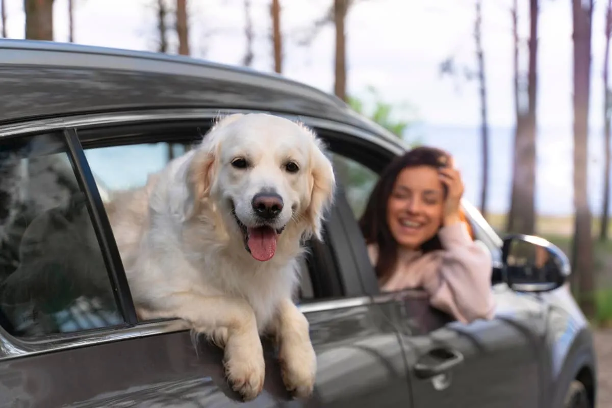 Llevar a tu lomito seguro en el coche no solo protege su bienestar y el tuyo, también te evita una multa de hasta más de ,000 pesos en CDMX.