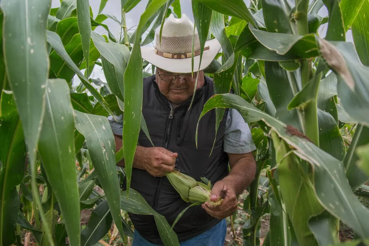 Productores agrícolas reciben apoyos económicos dentro del programa nacional de incentivos para granos básicos.