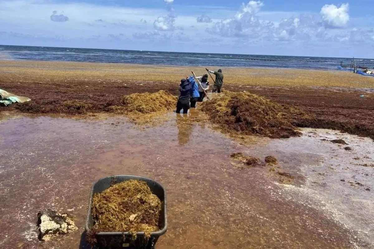 Trabajadores instalan barreras sargaceras en Mahahual para contener el alga marina y proteger las playas turísticas ante la llegada anticipada del sargazo.