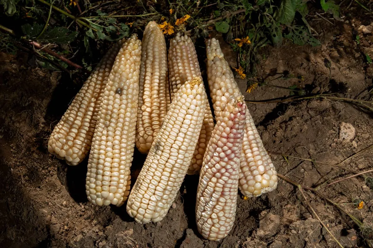 Productores de maíz blanco podrán acceder a incentivos económicos con reglas simplificadas para el ciclo Primavera-Verano 2025.