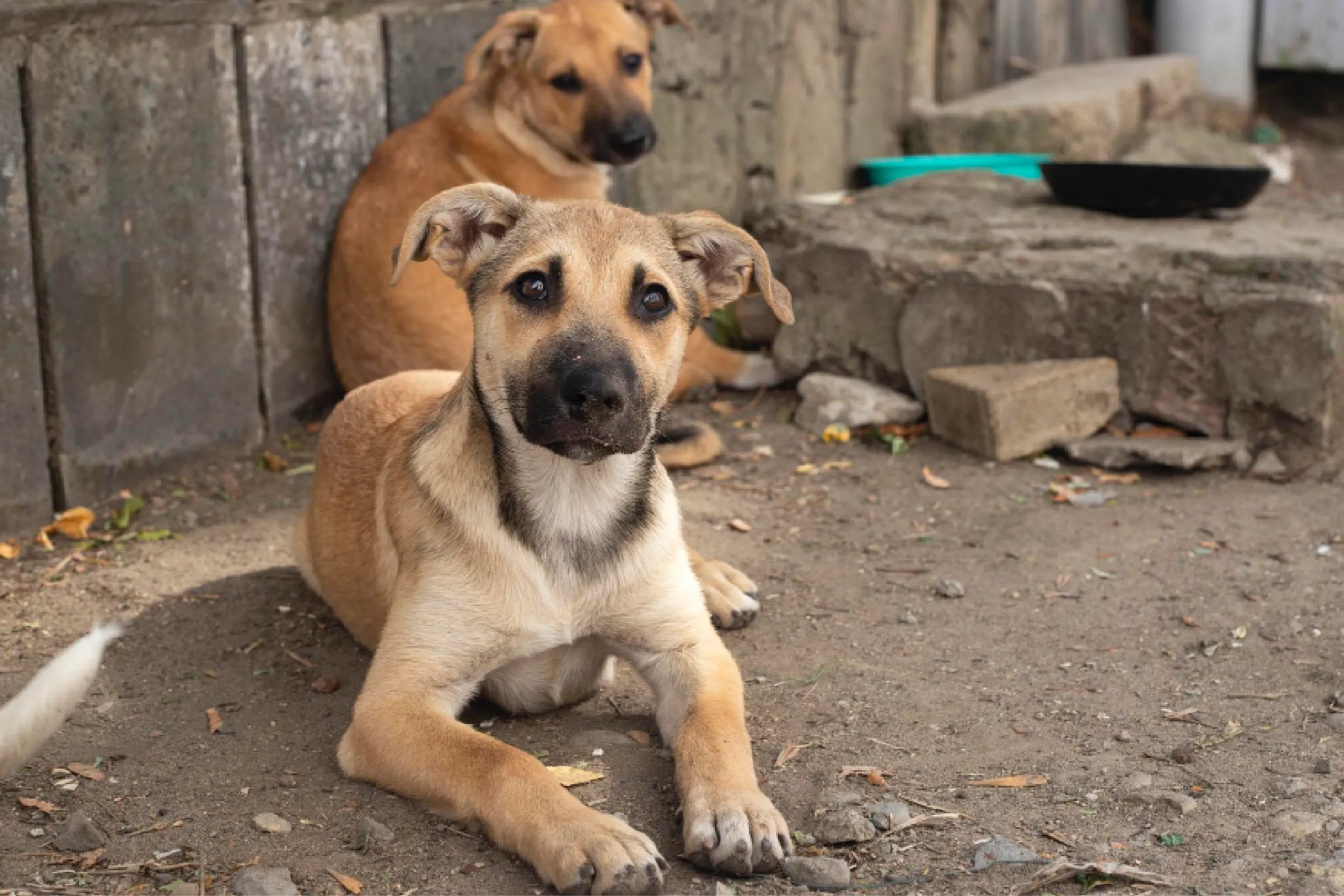 Investigan posible maltrato animal en Edomex por eutanasia de miles de perros en Tecámac.