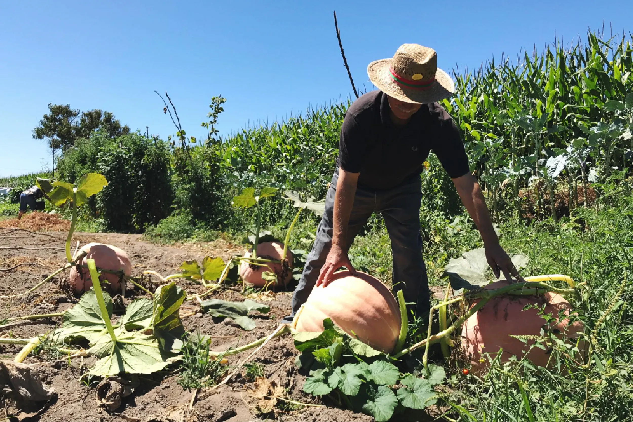 Gobierno federal elimina deudas a miles de productores.