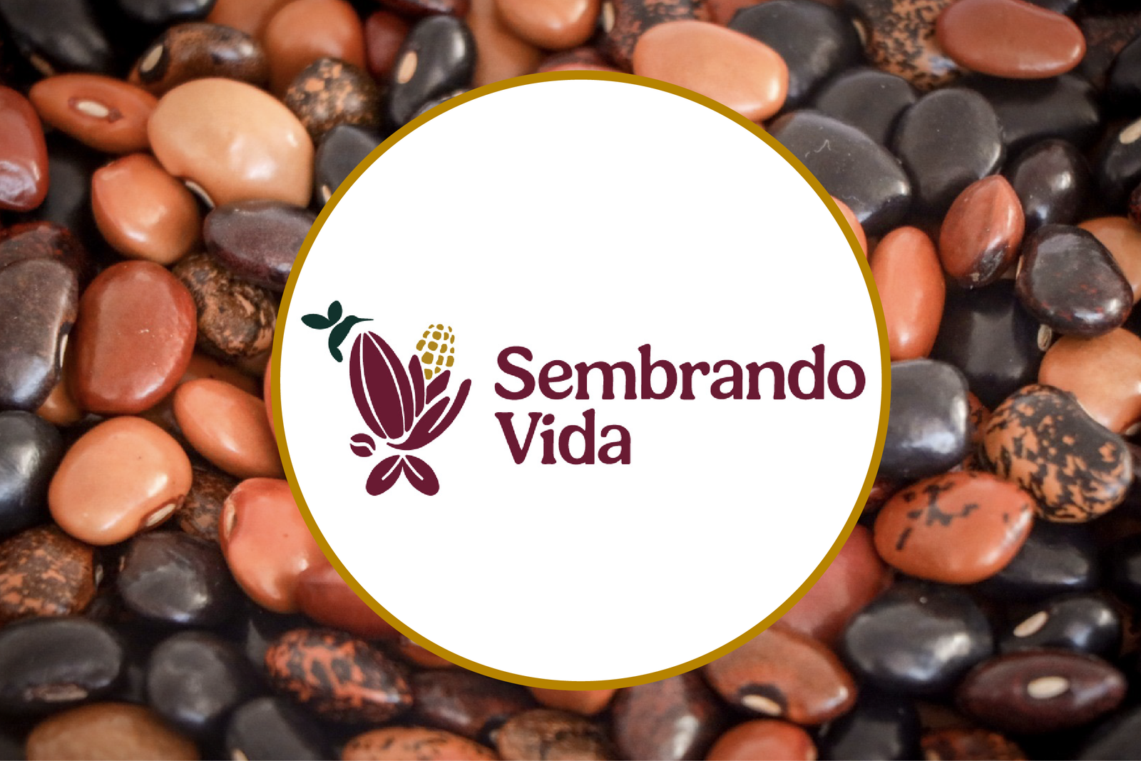 Sembrando Vida deposita este 9 de septiembre el apoyo mensual de 6,450 pesos.