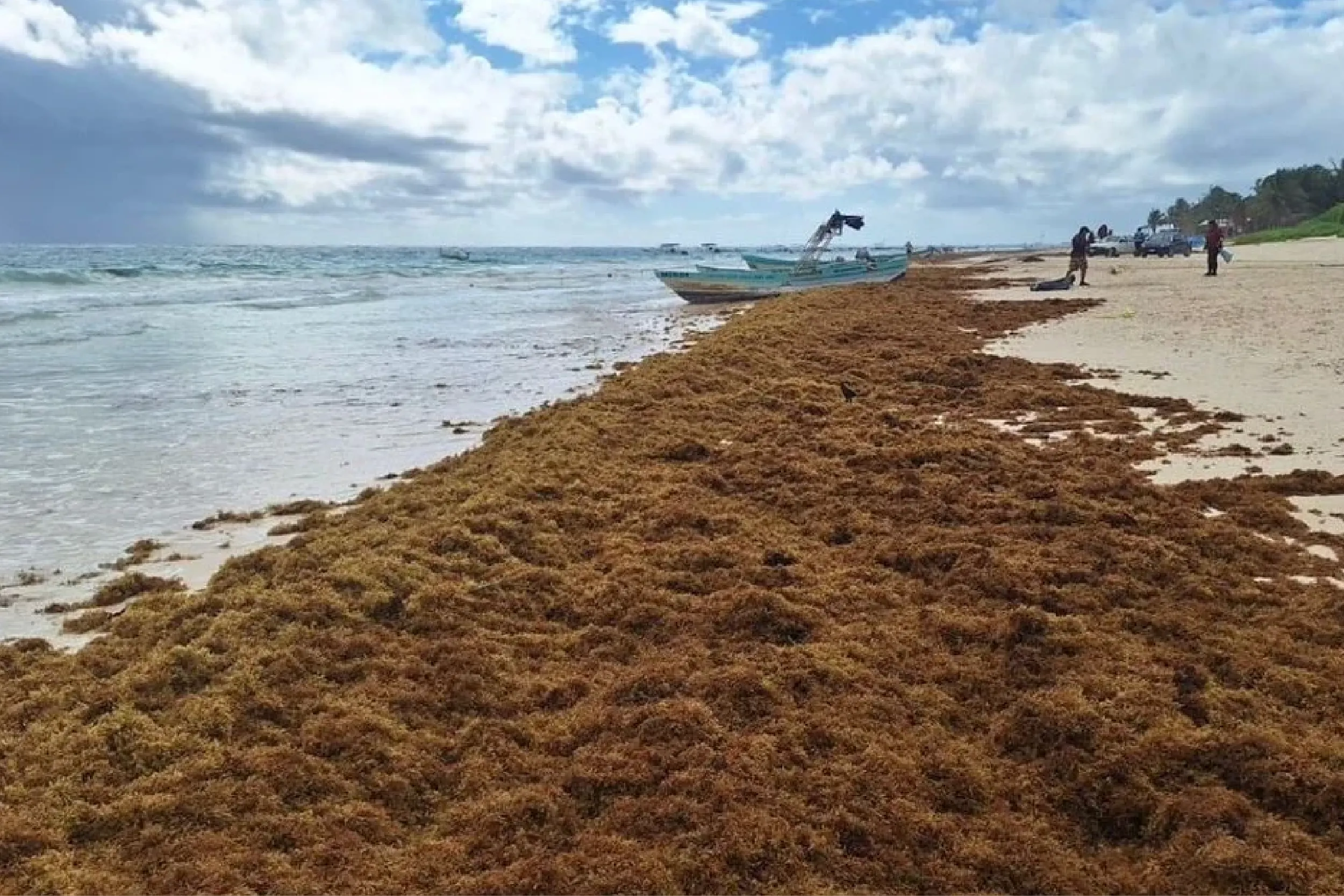 Sargazo en Cancún 2026: ya iguala todo el volumen de 2025.