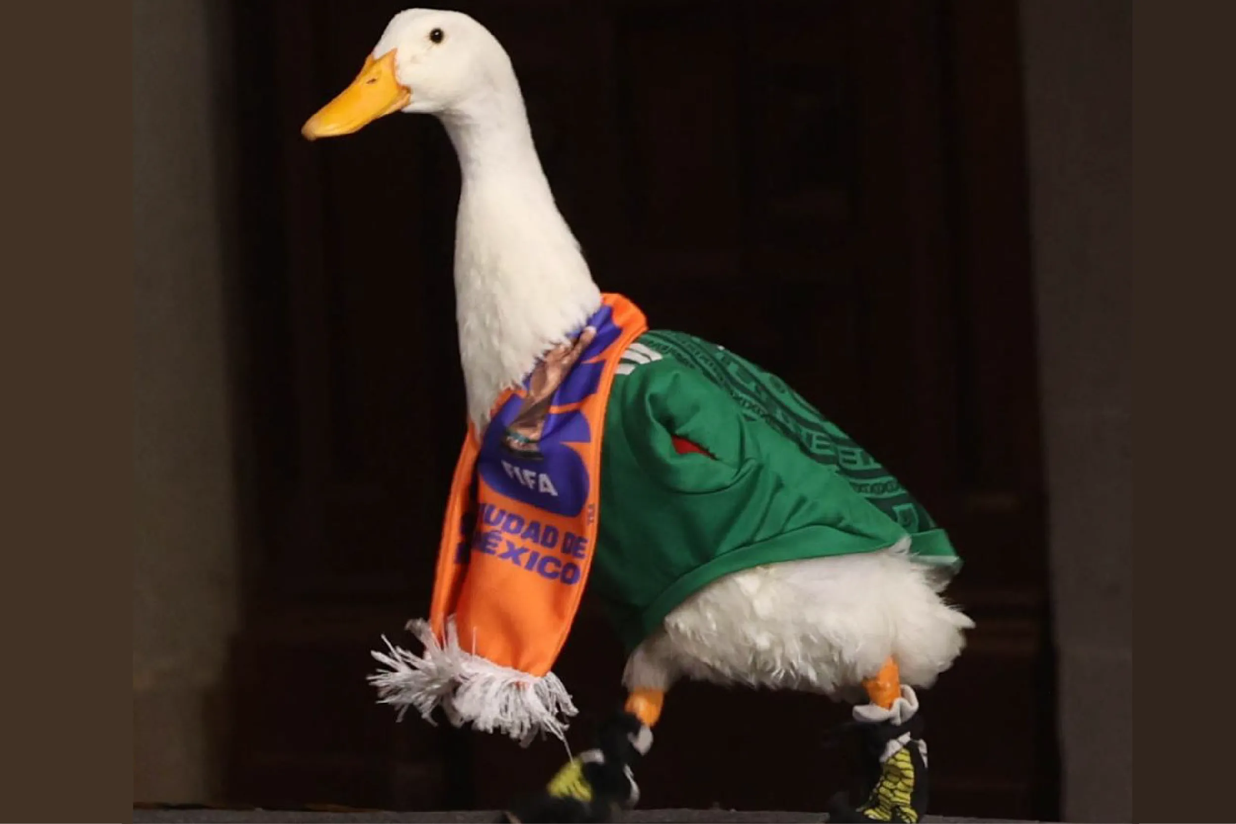 Mascot duck in a green jacket and orange scarf on stage, looking to the side.