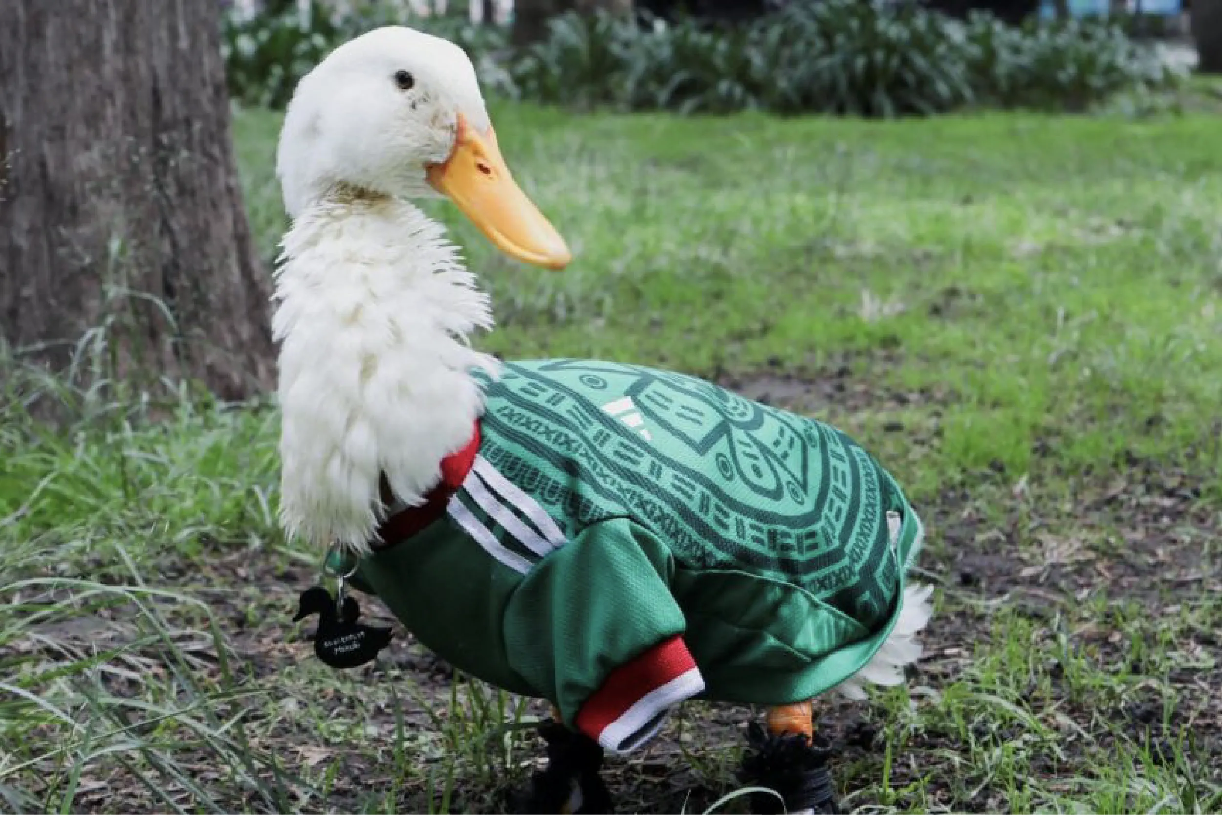 La emotiva historia del Pato Merlín: así pasó de vivir en un local a estrenar casa en la CDMX.
