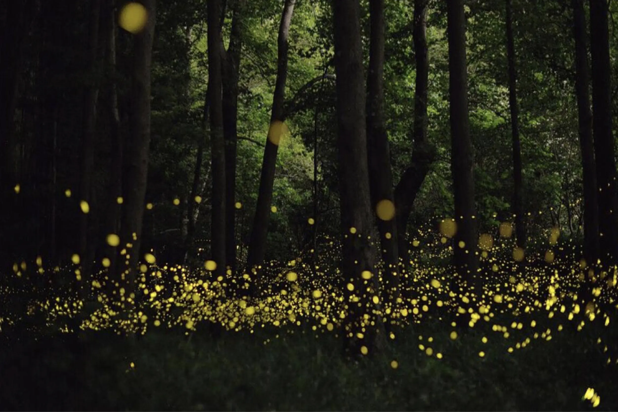 Dense forest at night illuminated by numerous glowing fireflies, creating warm yellow orbs among dark trees and foliage.