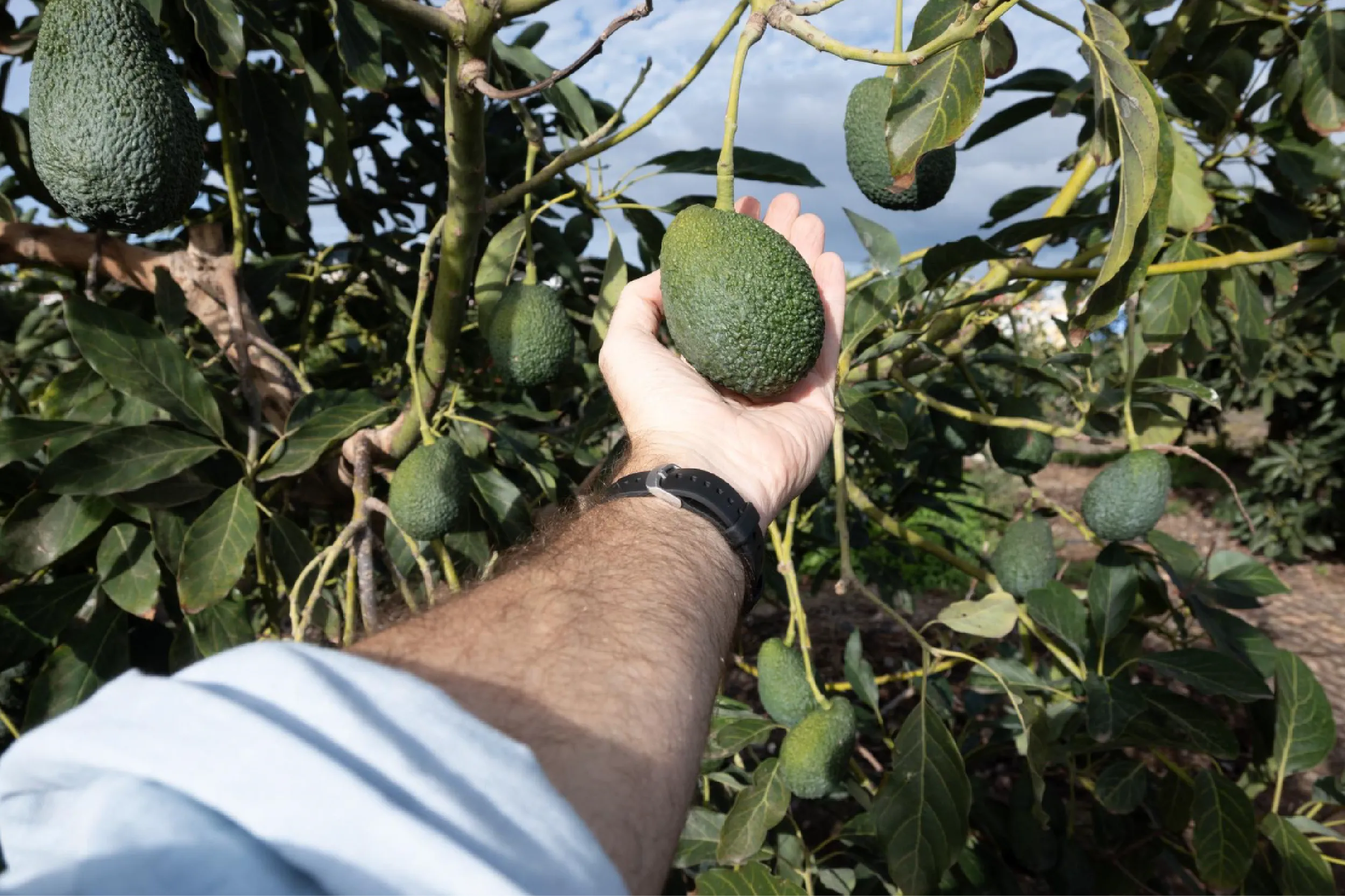 México reactiva exportación de aguacate a EUA.
