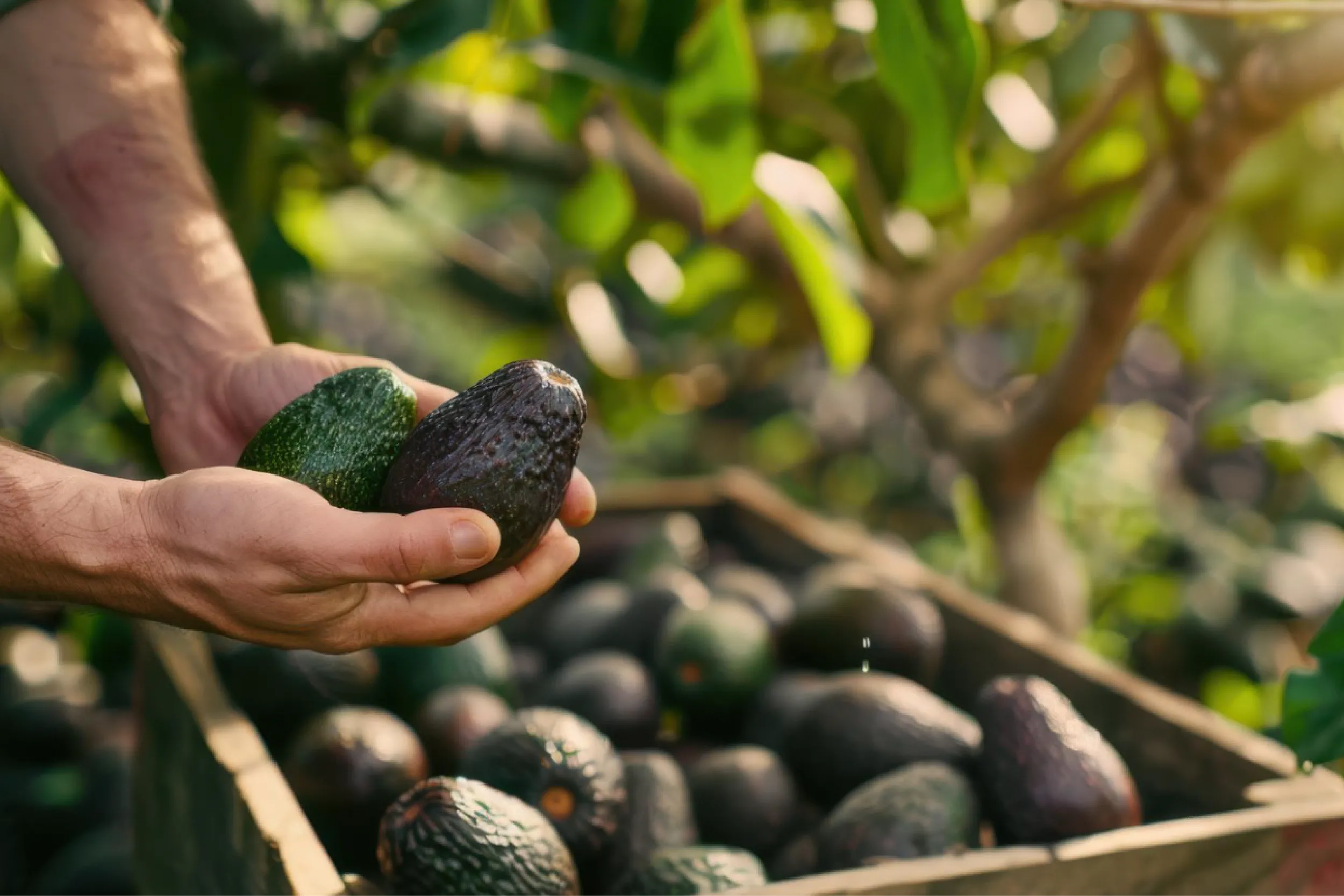 Sheinbaum anuncia plan para reactivar exportaciones de aguacate a EE.UU.