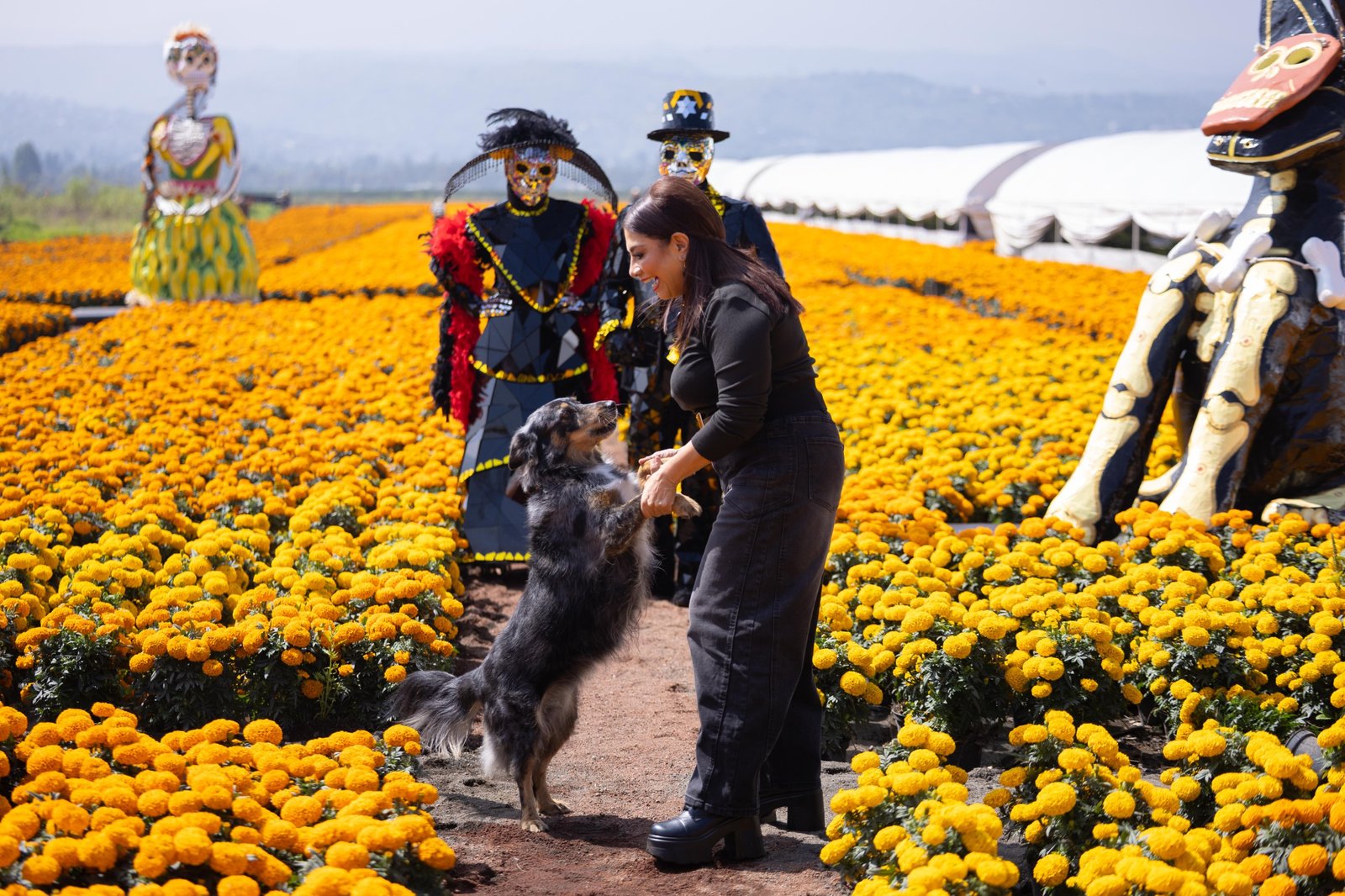 Productores de Xochimilco muestran plantas de cempasúchil cultivadas para Día de Muertos 2026 en CDMX.